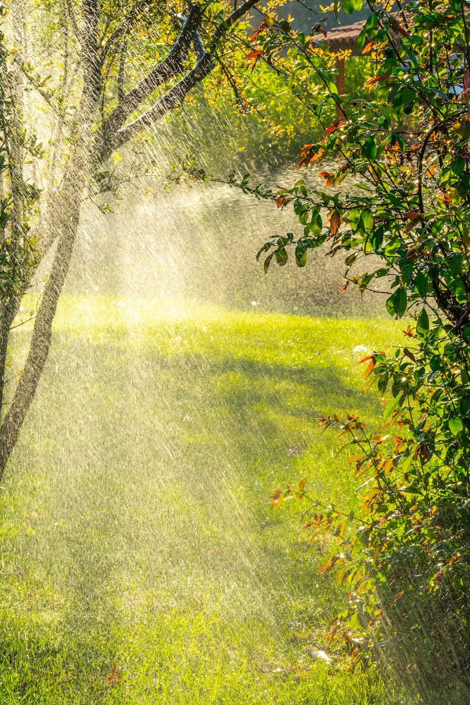 L'acqua viene spruzzata da un irrigatore su un prato verde e lussureggiante.