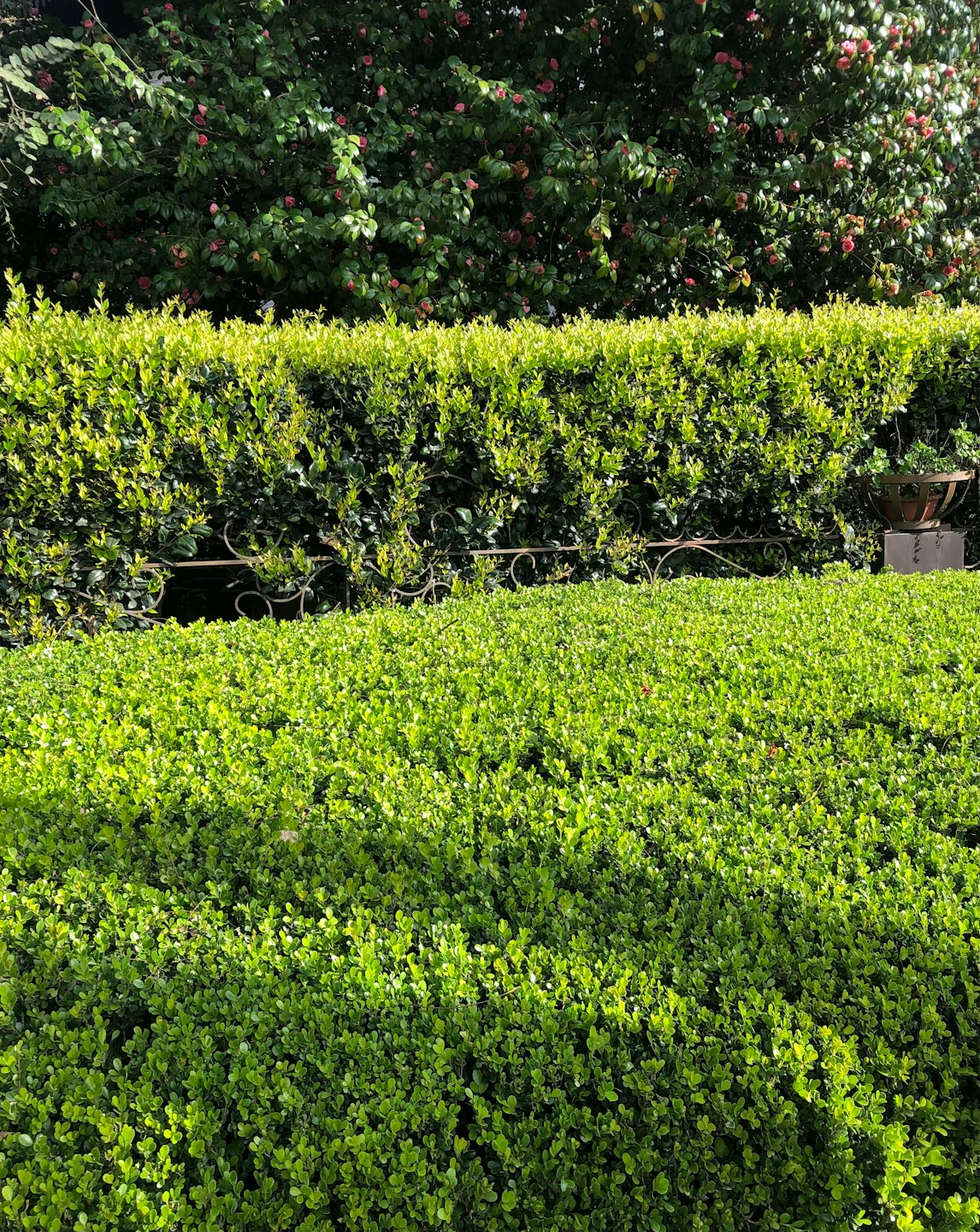 Siepi del giardino curate con fiori rosa e recinzione in ferro.